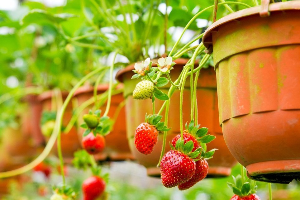 Ako pestovať jahody na balkóne?