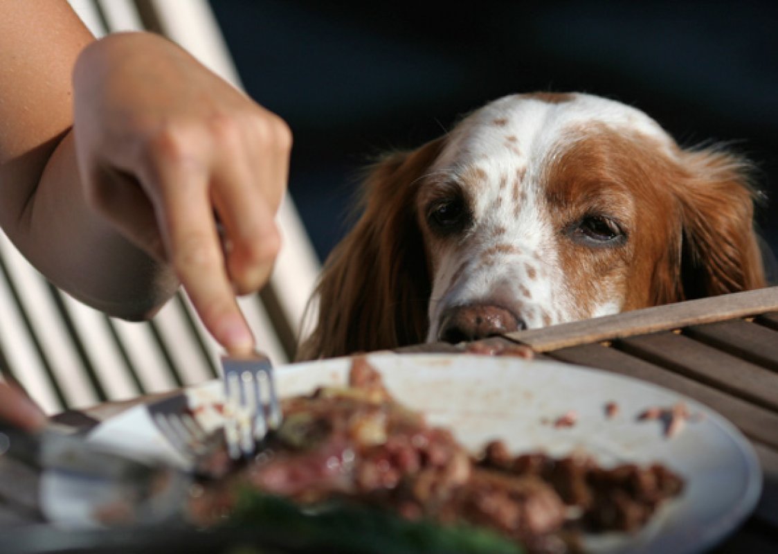pes žobre o jedlo