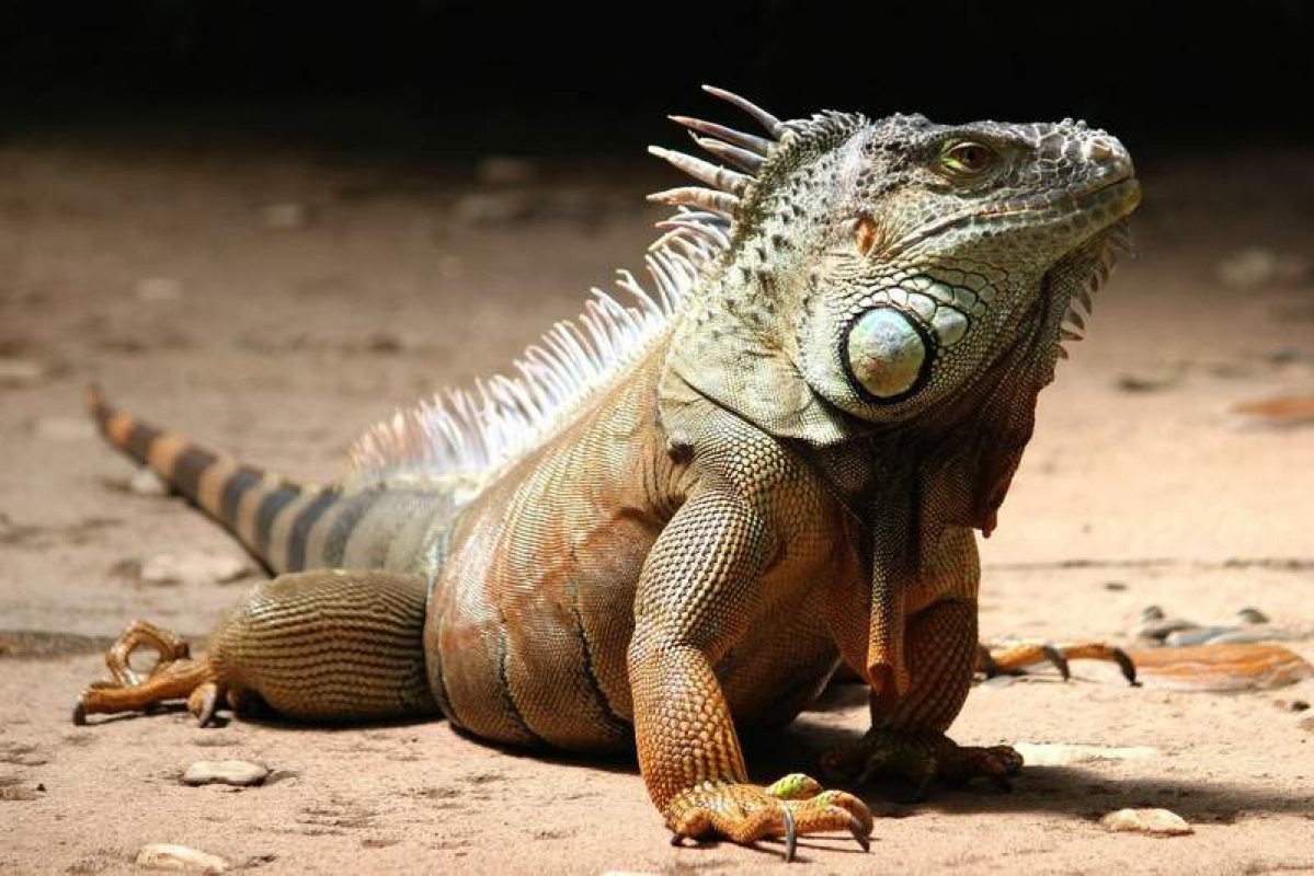Chov a starostlivosť o leguána zeleného (Iguana iguana)