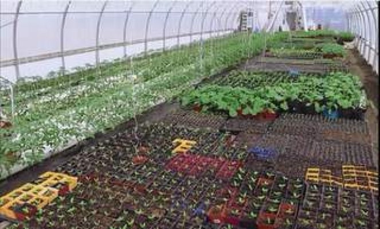 pestovanie sadeníc zeleniny v skleníku