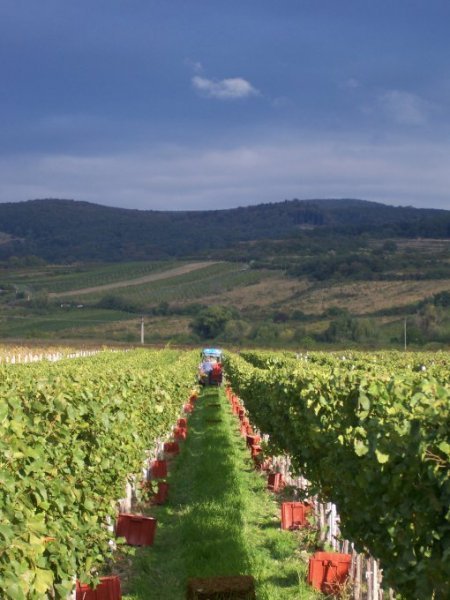 Vinohradníctvo a vinárstvo Vavrinský  Brehler