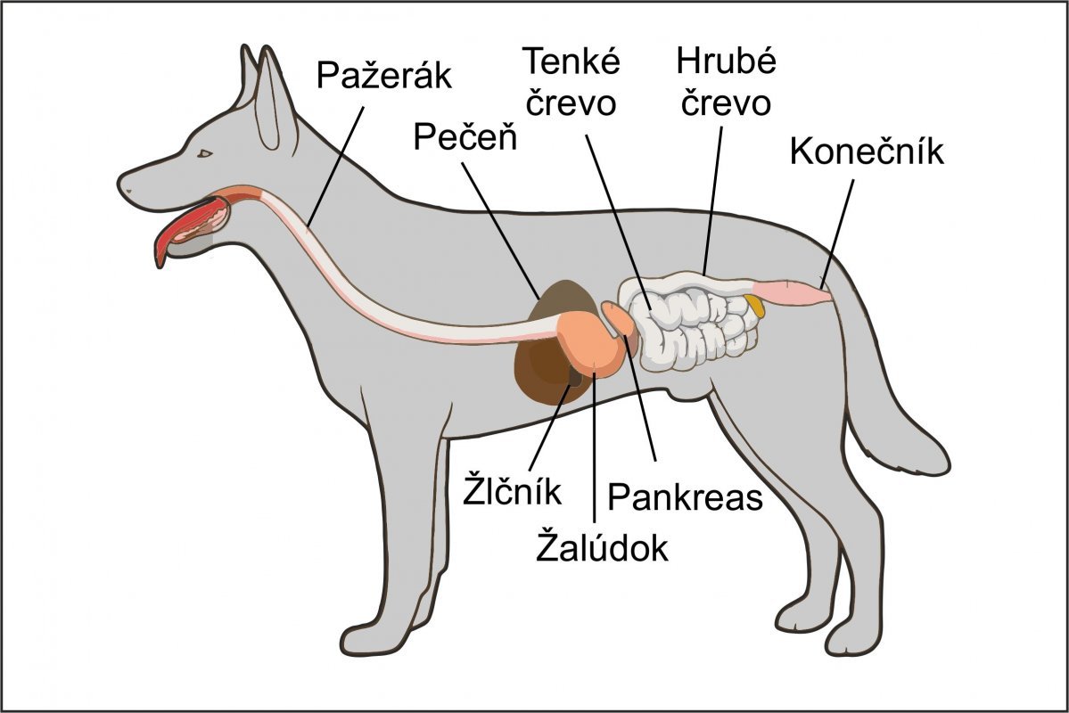 Tráviaca sústava psa