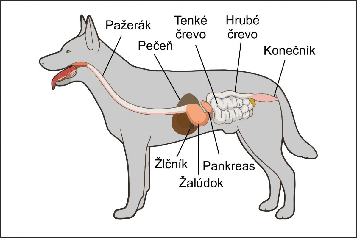 Tráviaca sústava psa