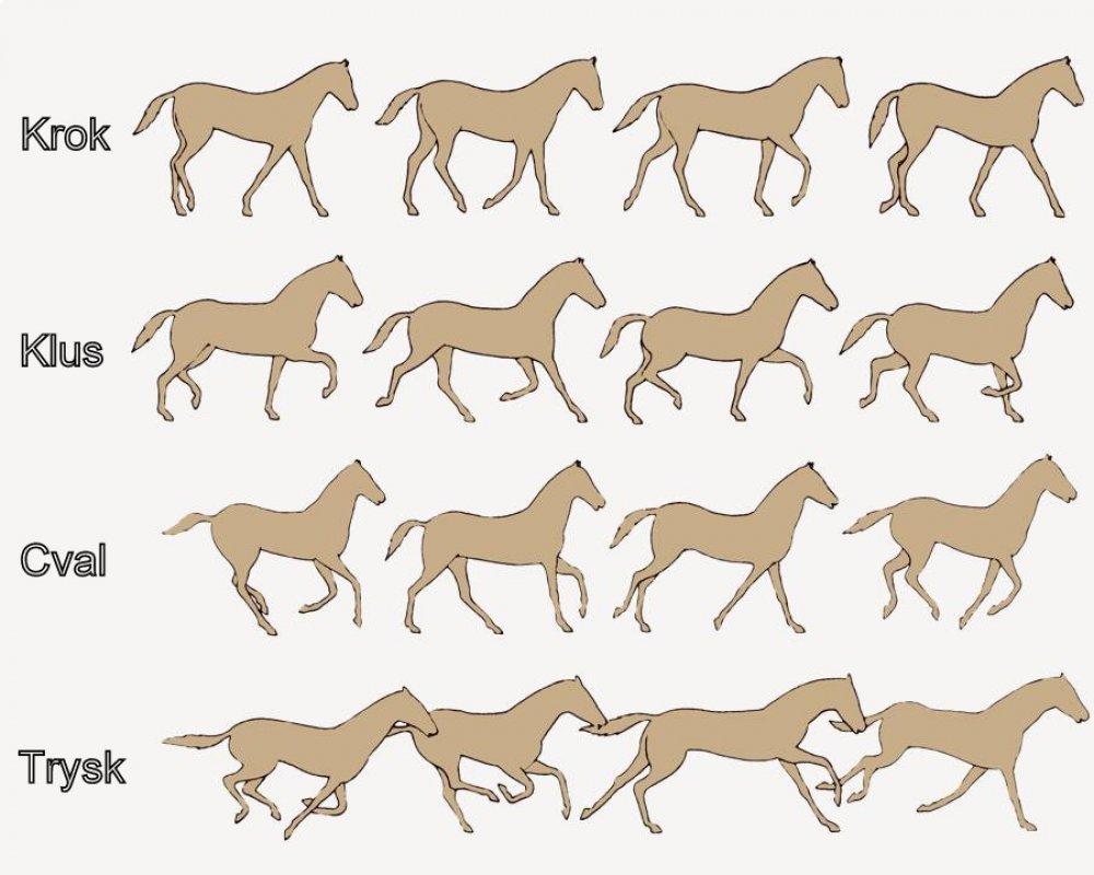 Druhy pohybu koňa