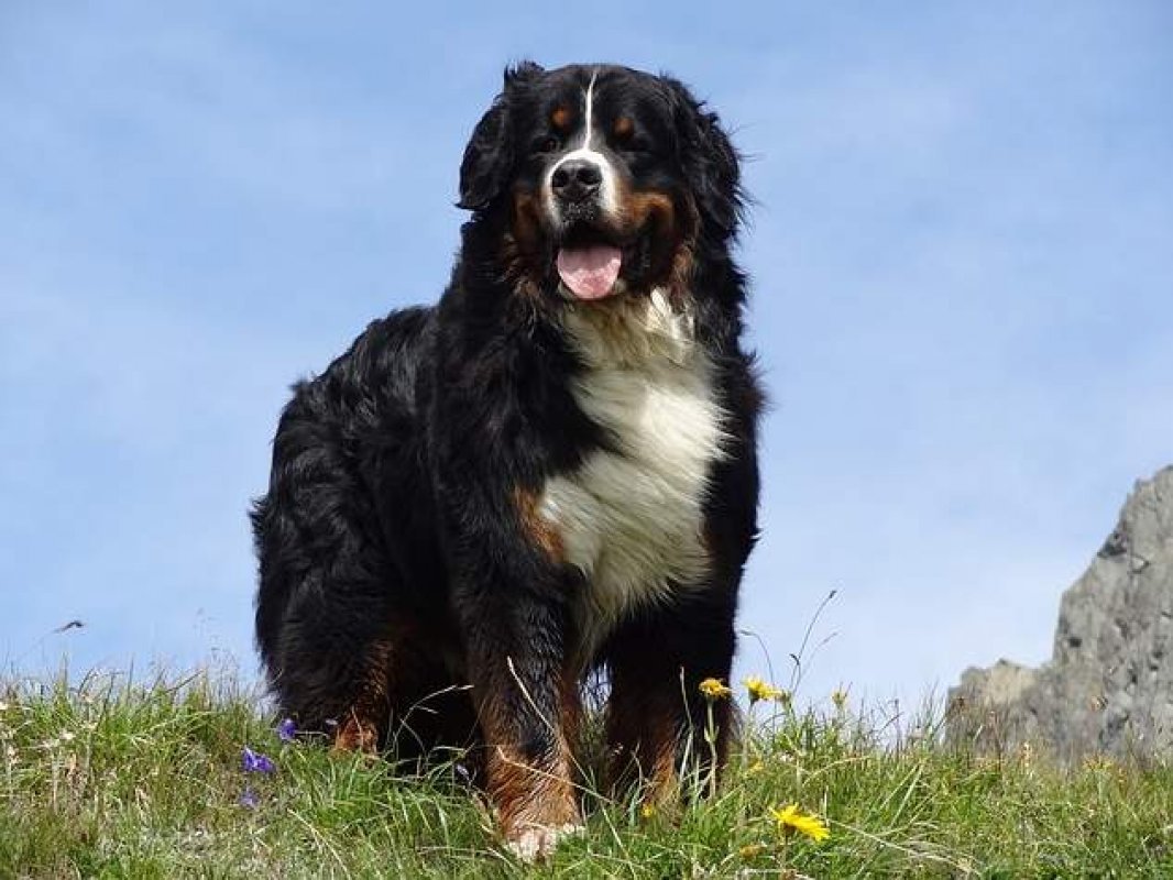 bernese pes velky