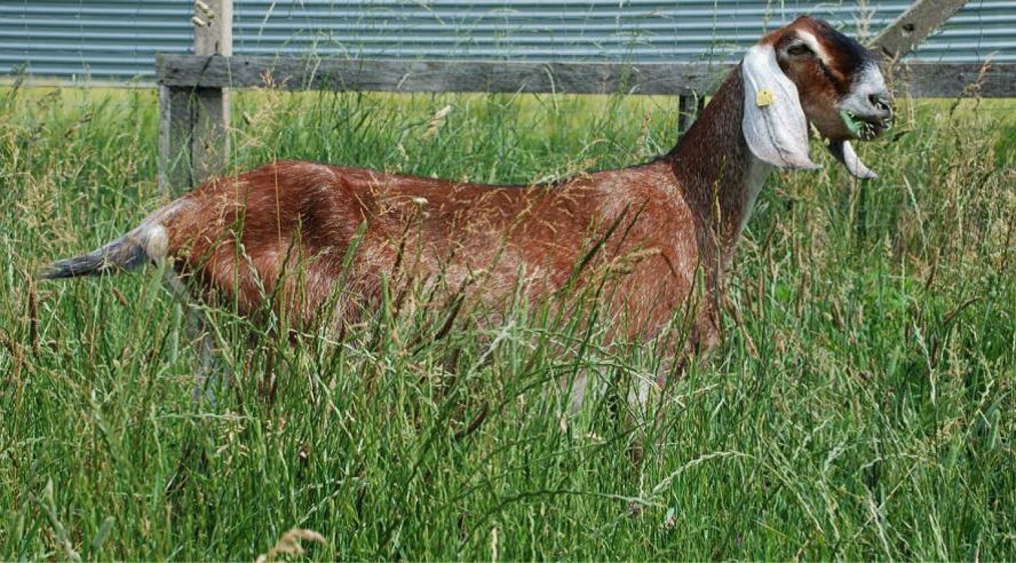 anglonúbijská koza