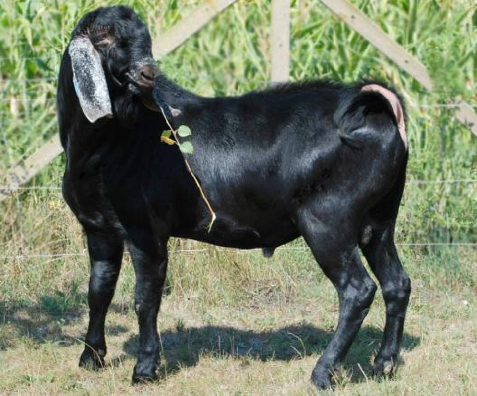 Anglonúbijská koza