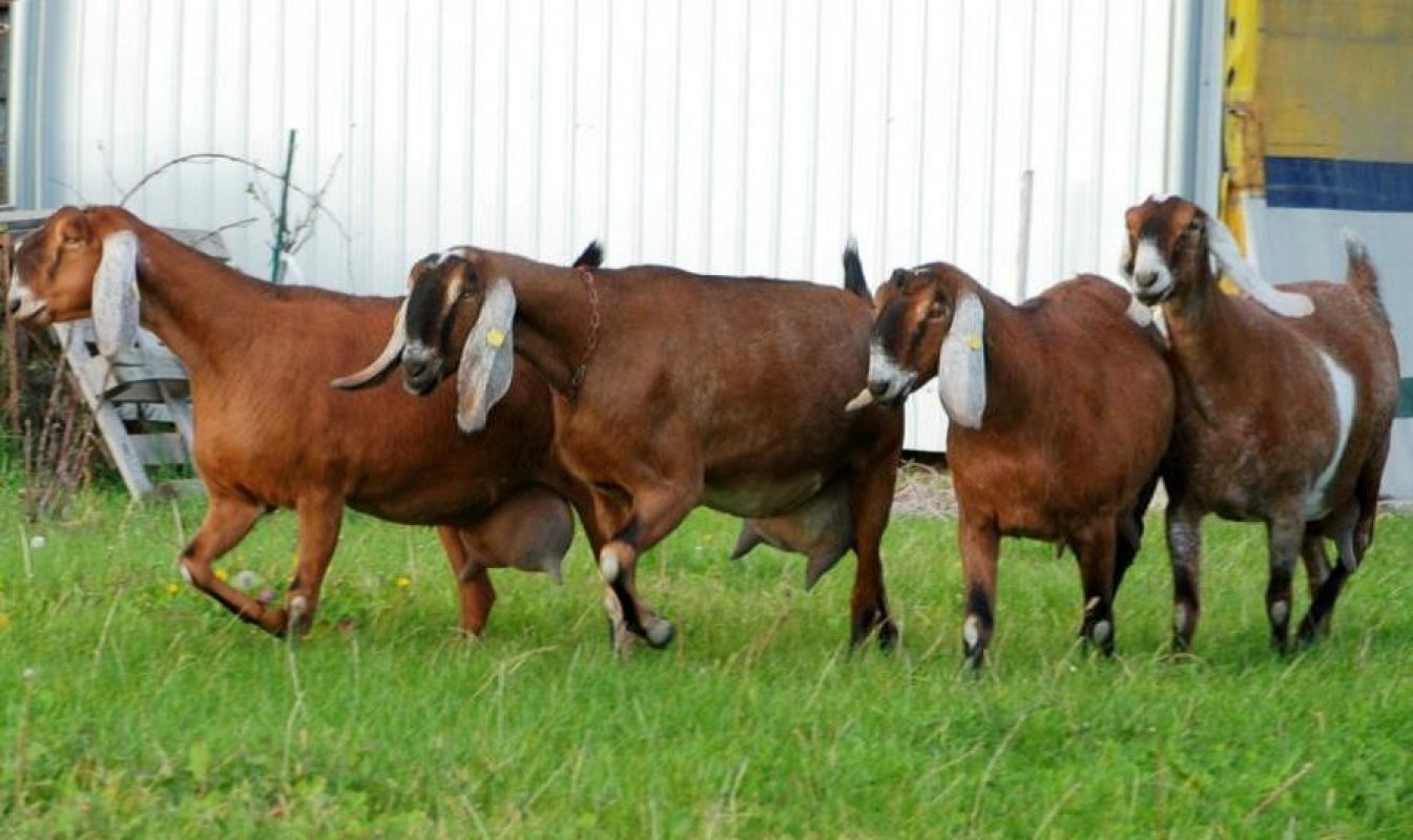 Anglonúbijské kozy dojnice