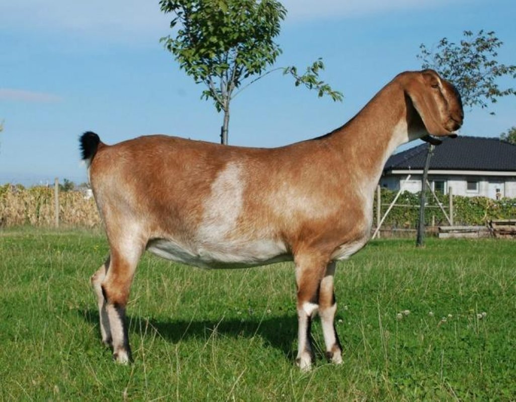 anglo núbijská koza