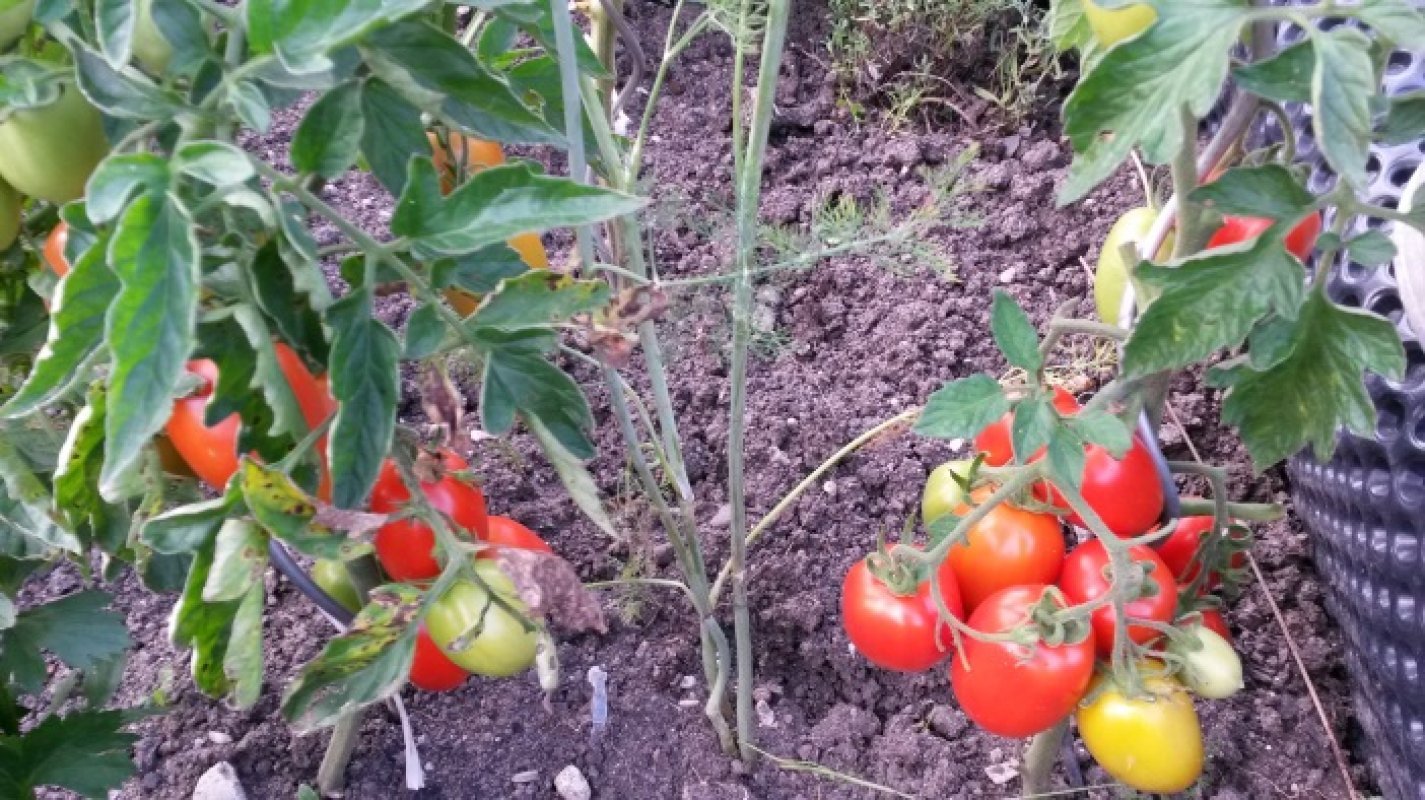 čo s čím sadiť rajčiny