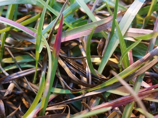 fialové konce listov - nedostatok fosforu