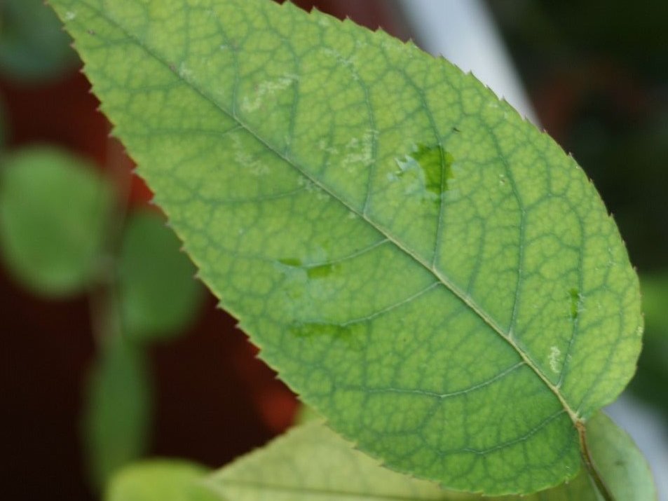 nedostatok minerálov v rastline