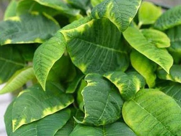 žlté fľaky na listoch