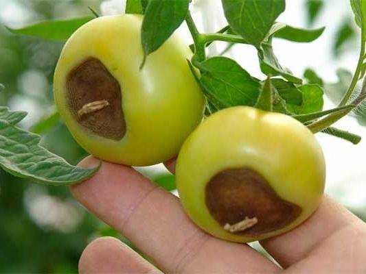 hnednutie koncov plodov - nedostatok vápnika