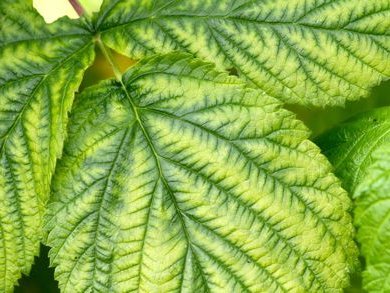 žltnutie listov medzi žilkami - nedostatok železa