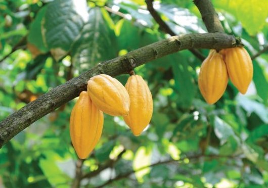 strom kakaovník