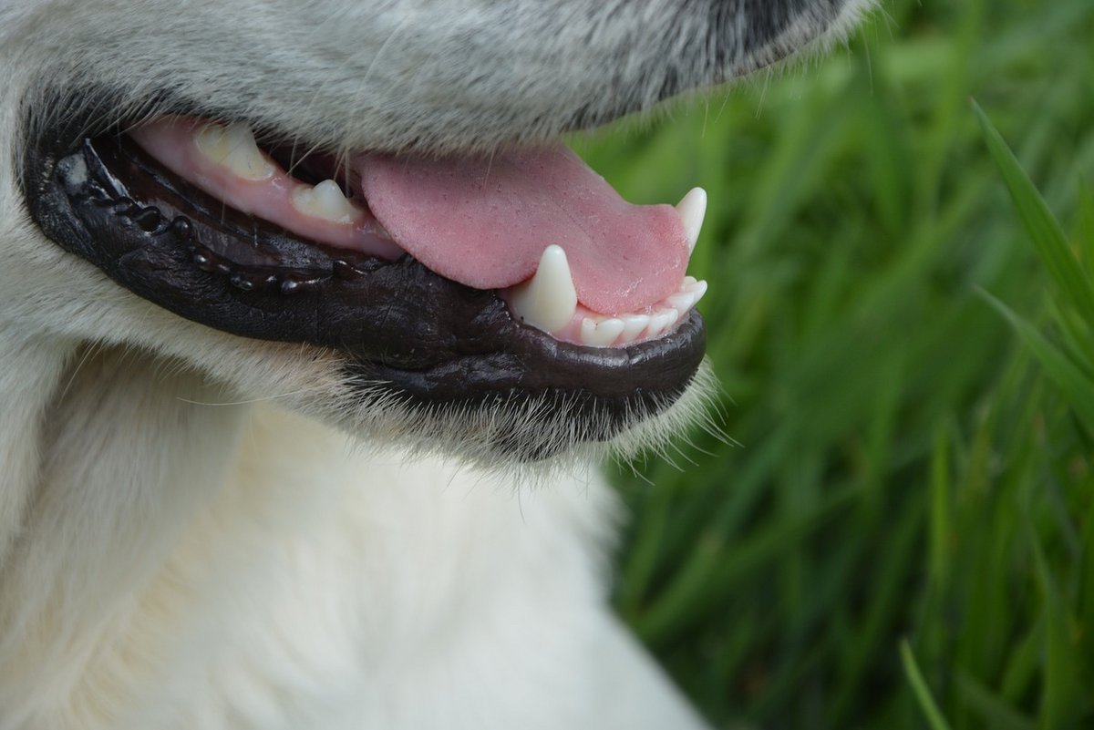zuby psa starostlivosť