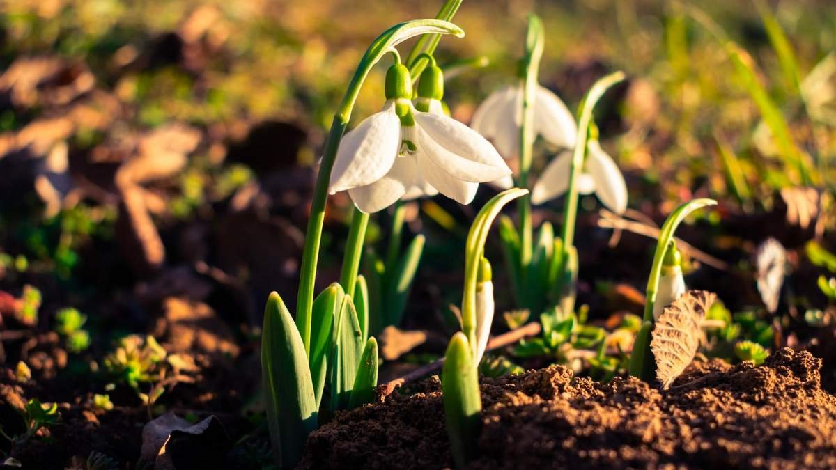 jesenná výsadba v záhrade