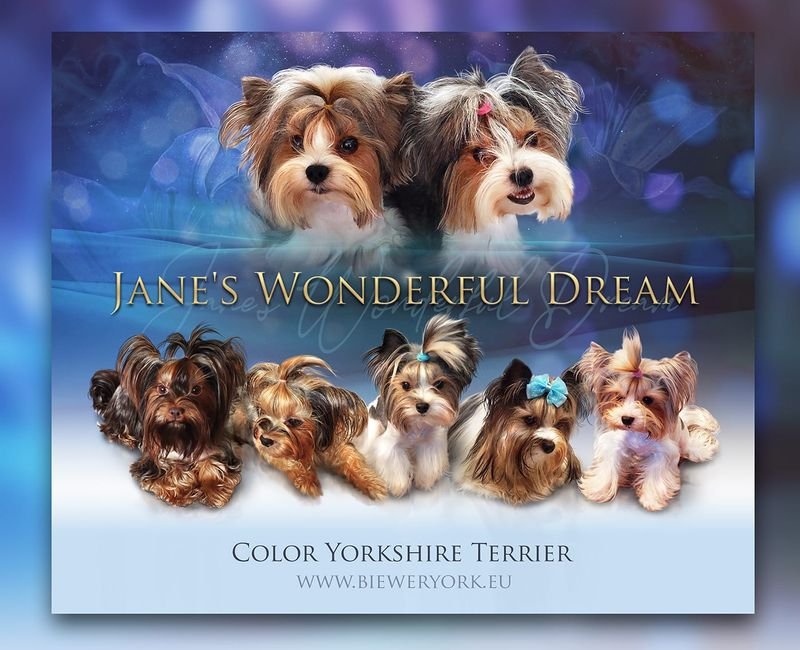 Jane's Wonderful Dream