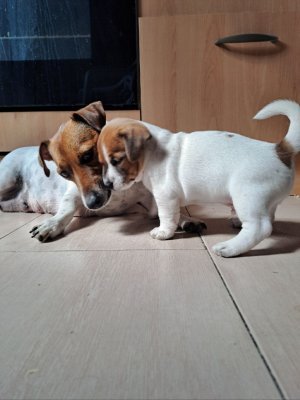 Jack russel terier