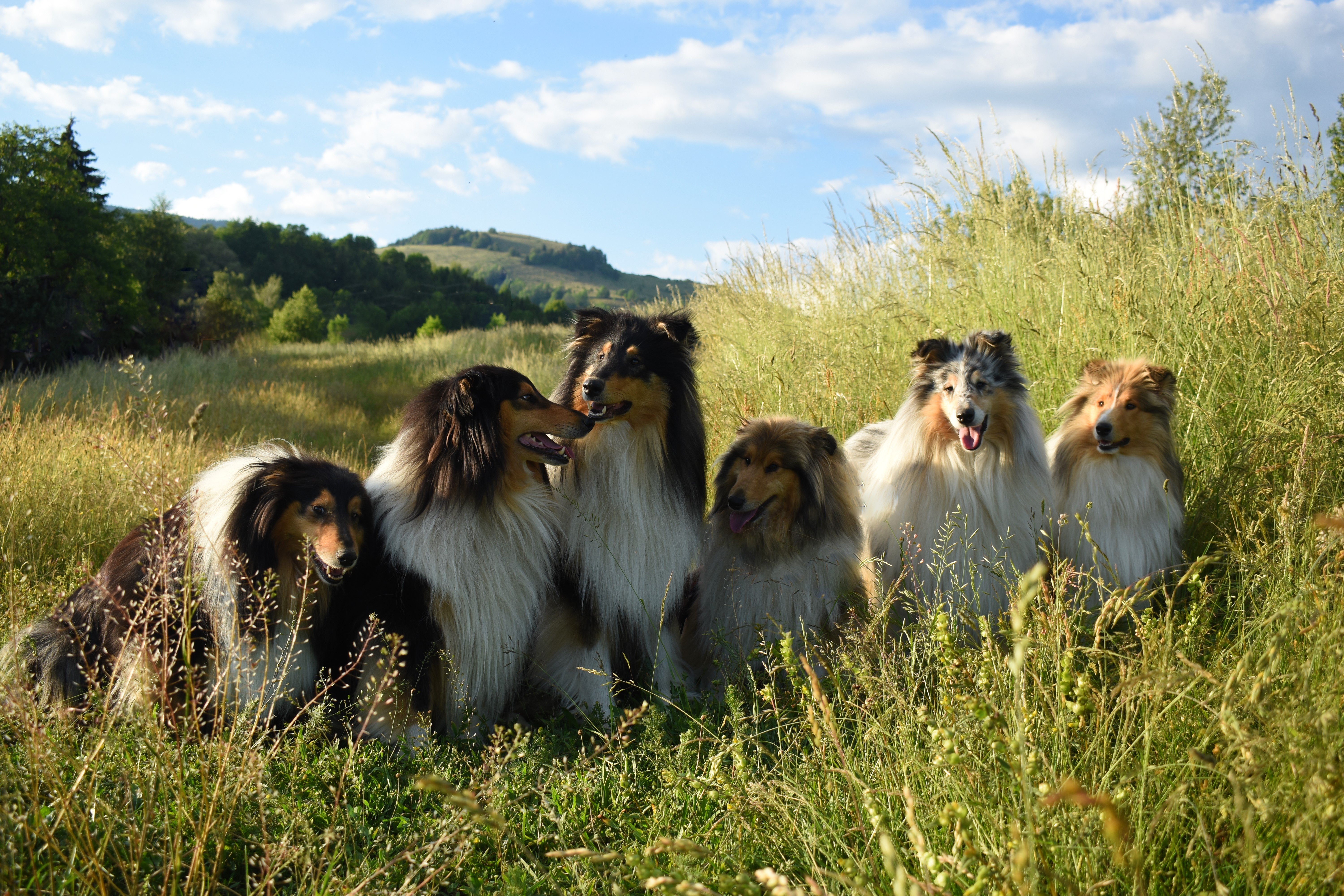 Coli - Pom Slovakia (FCI)