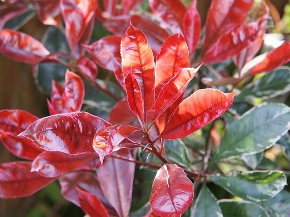 stálozelené kríky