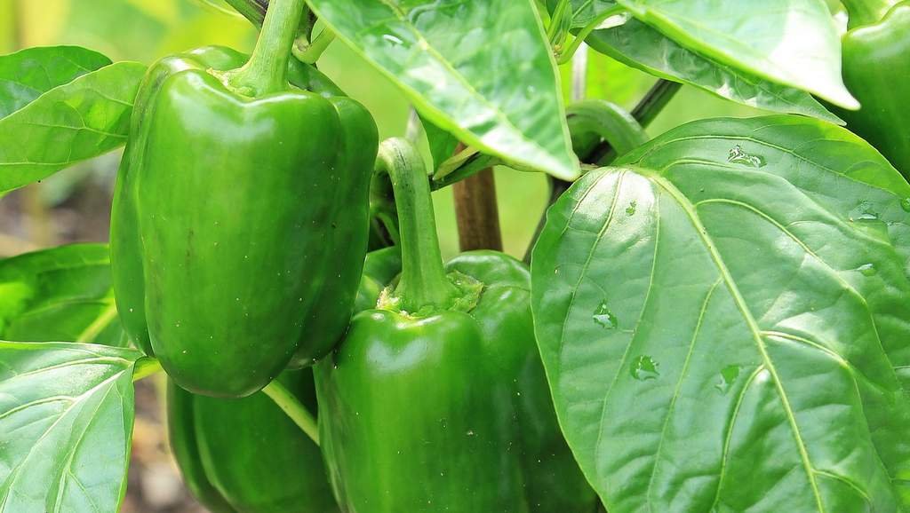 pestovanie papriky v kvetináčoch na terase