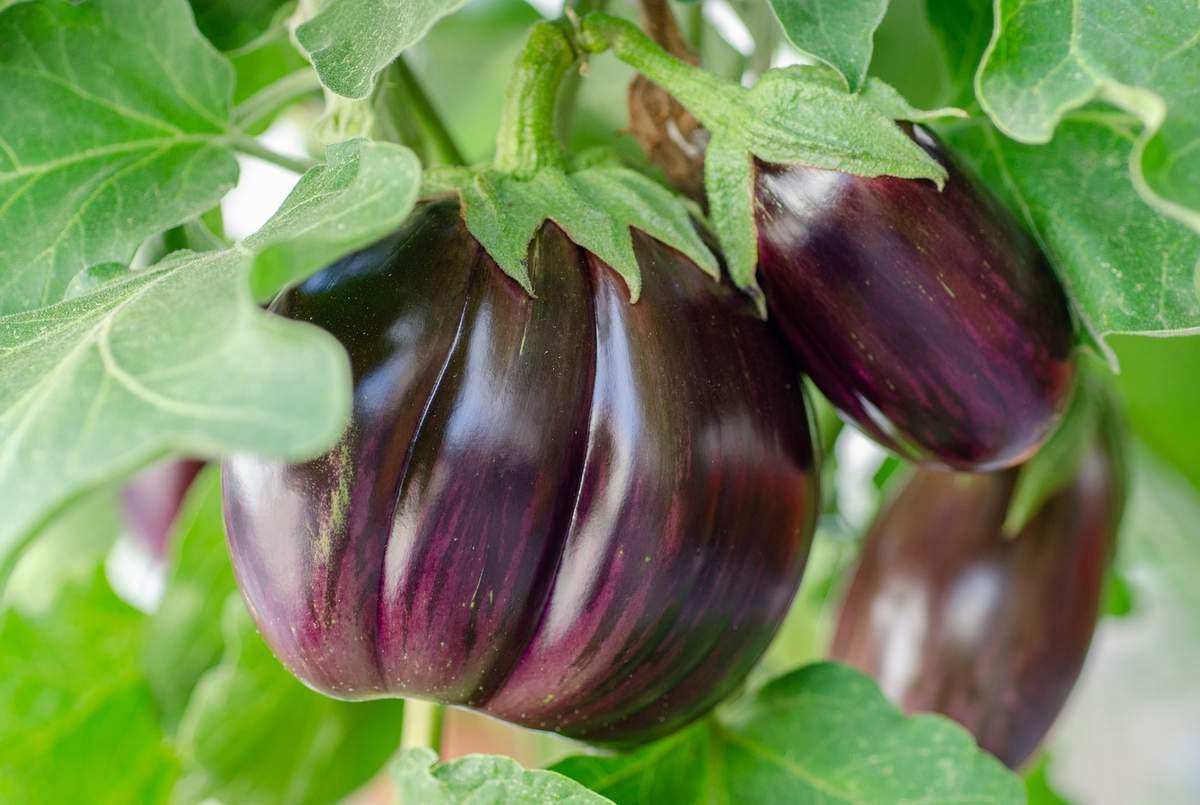 Pestovanie baklažánu na balkóne