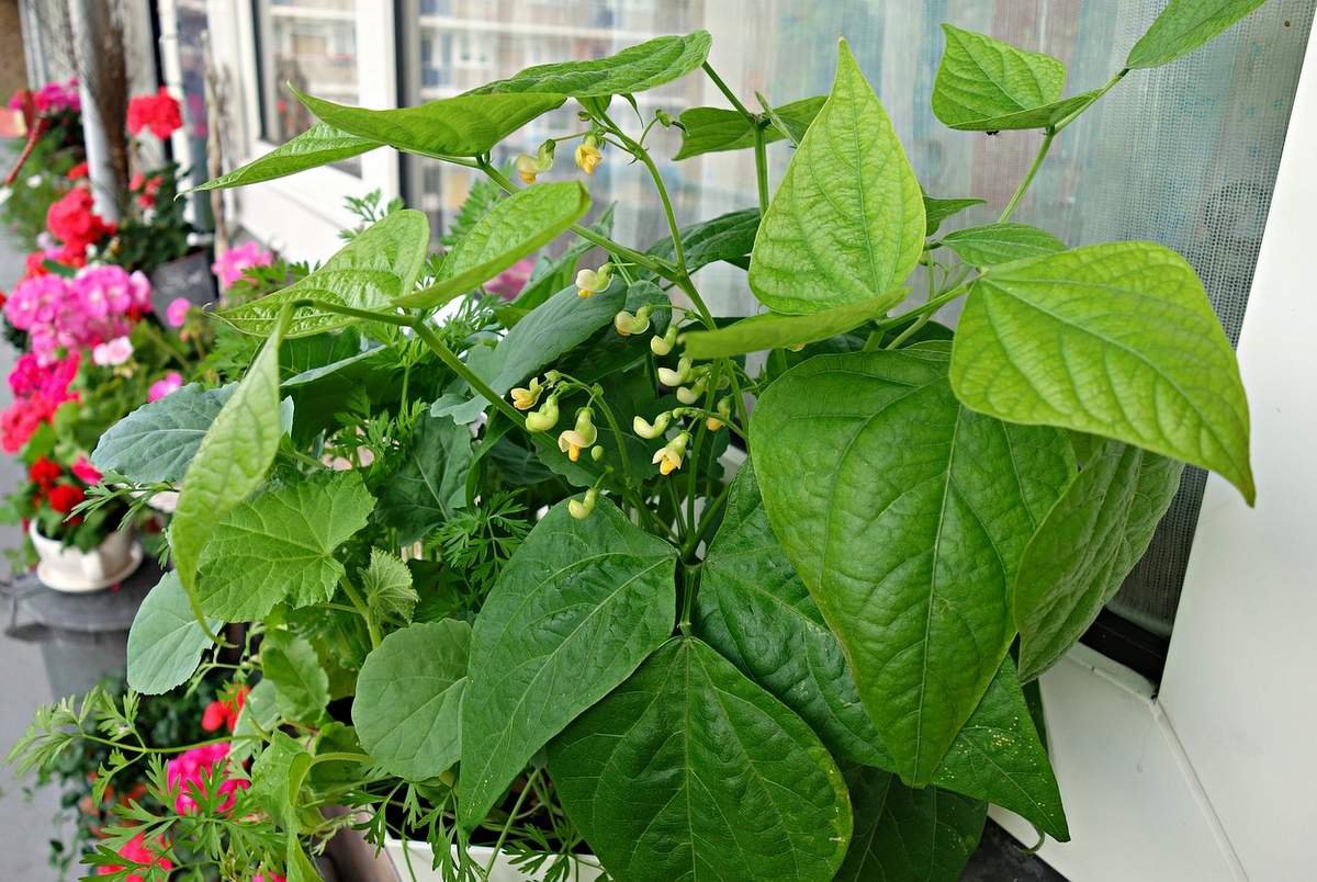 Pestovanie fazule na balkóne