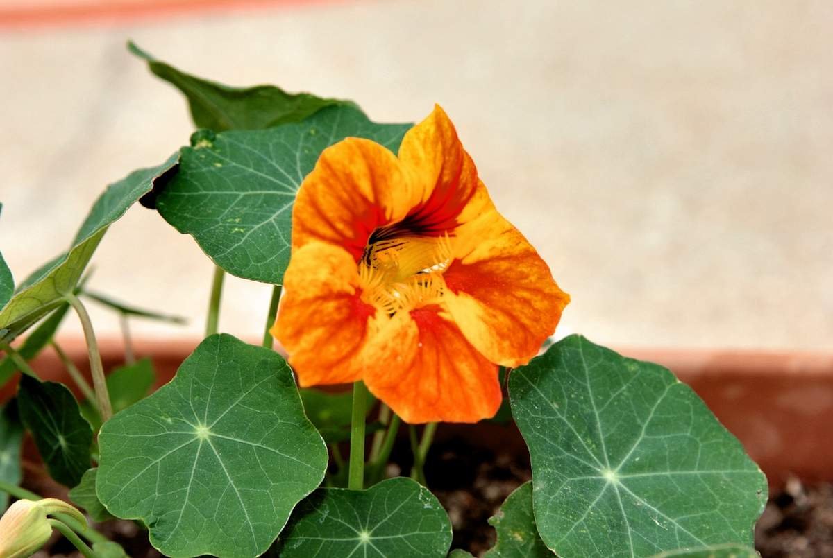 jedlé kvety v kvetináči