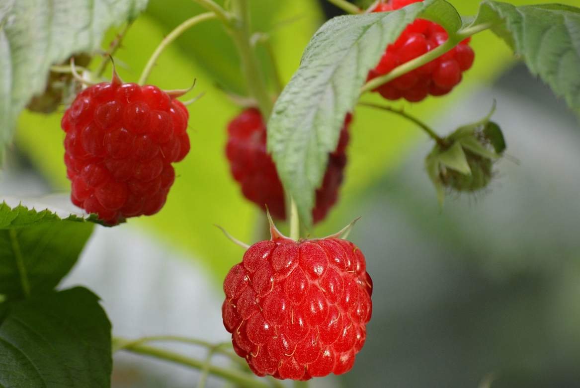 pestovanie malín na balkóne
