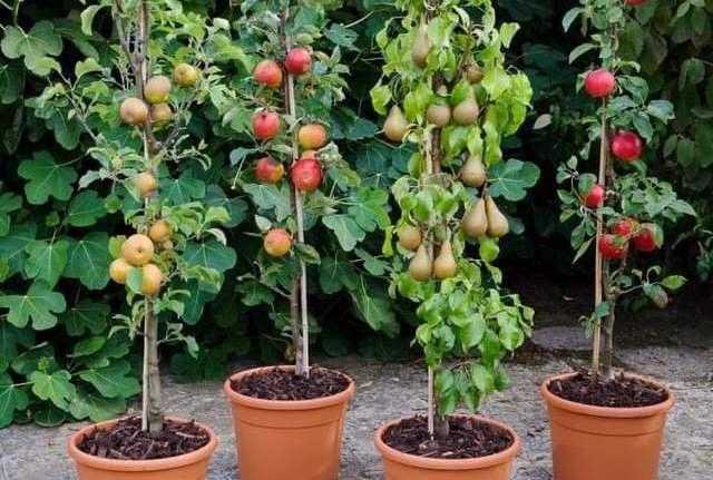 ovocné stromy na balkóne a terase