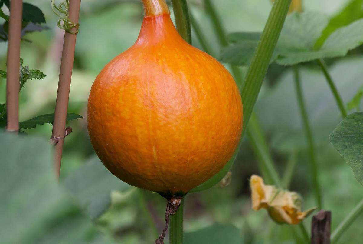 tekvica hokkaido v kvetináči