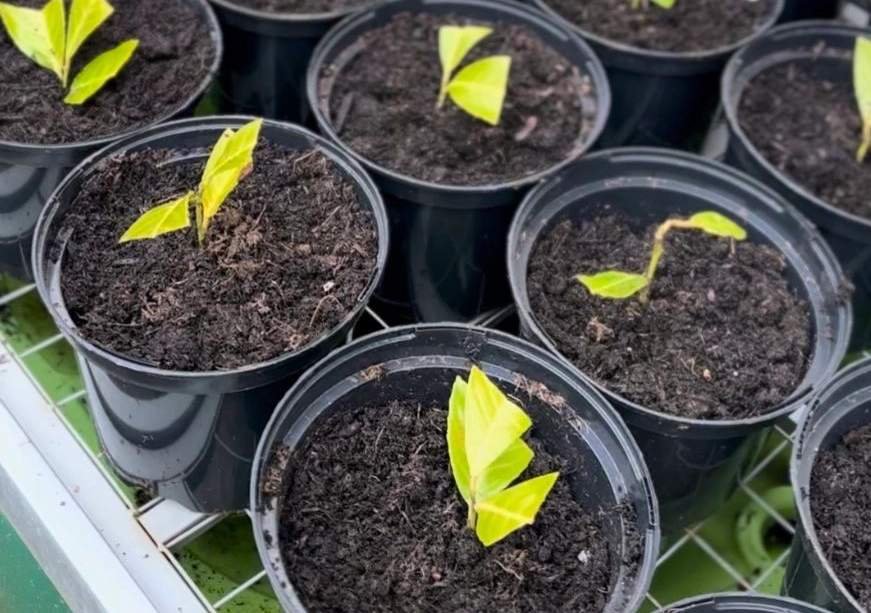 ako rozmnozit vavrinovec 