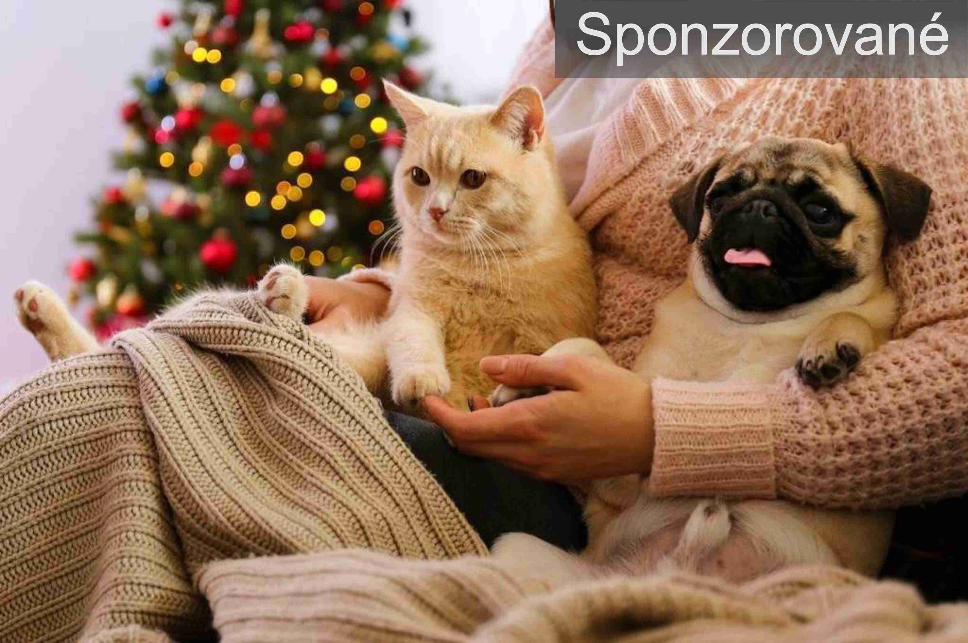 Domáce zvieratá na Vianoce – imelo a čokoláda sú nebezpečné