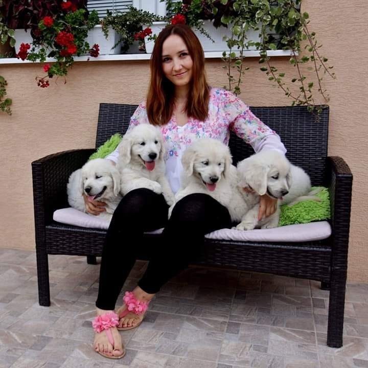 AURIC TREASURE golden retriever kennel