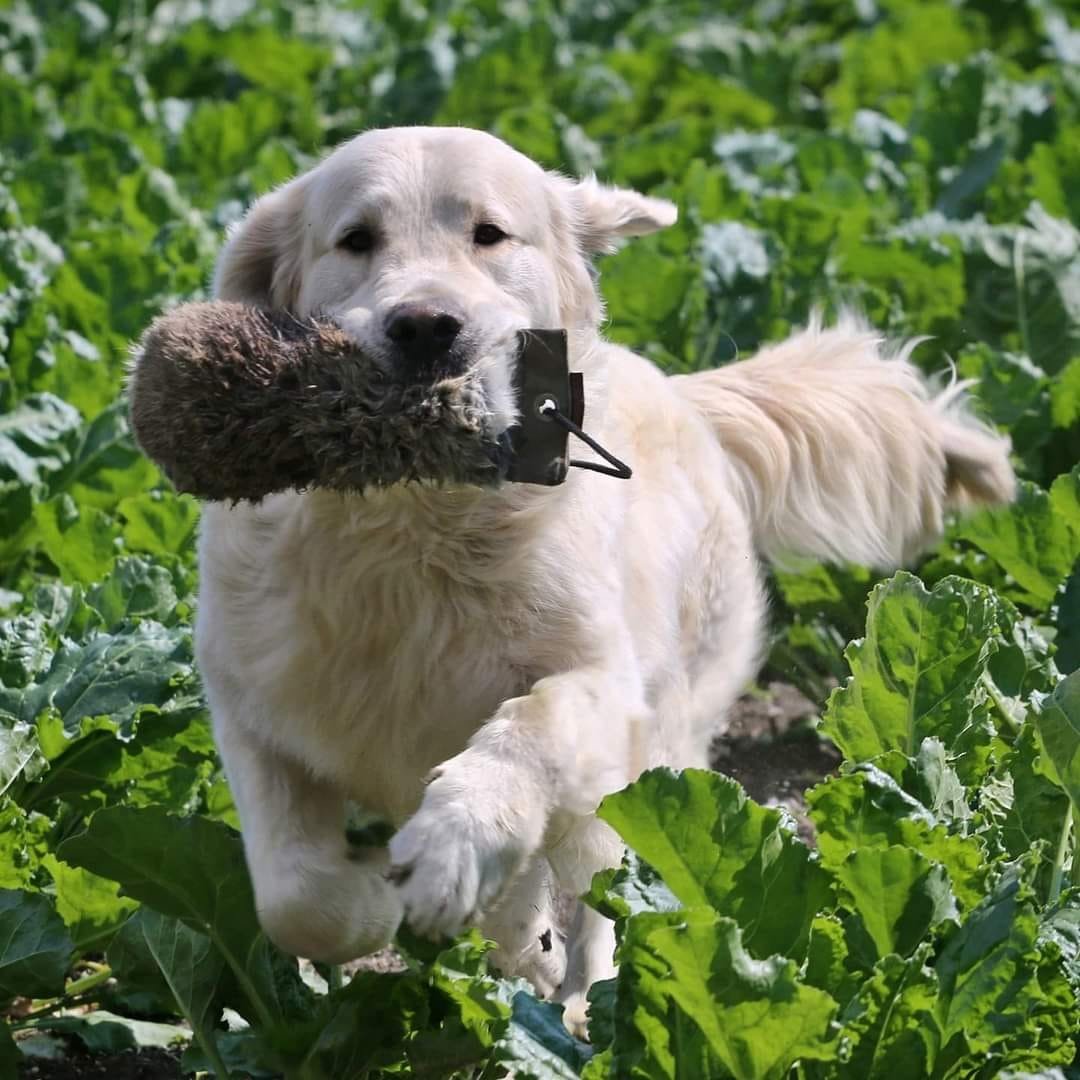 AURIC TREASURE golden retriever kennel