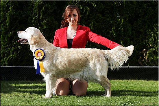 AURIC TREASURE golden retriever kennel