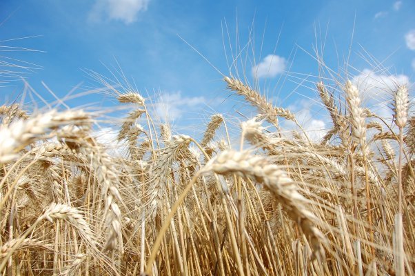 druhy pšenice