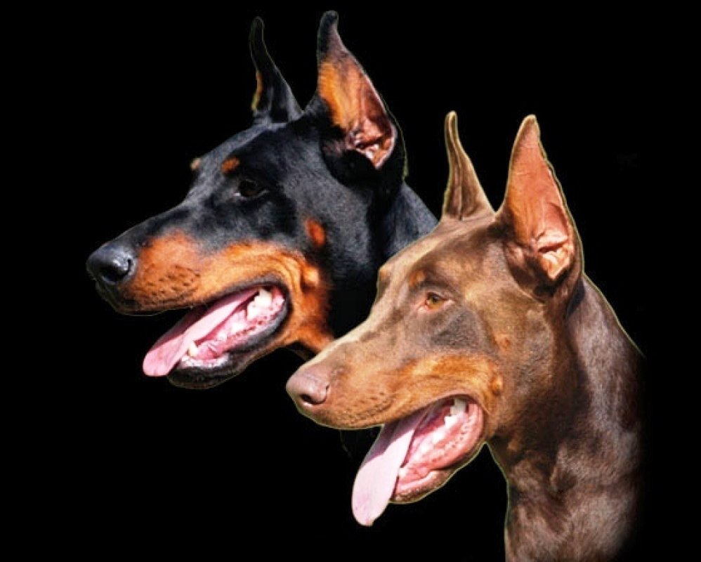 doberman