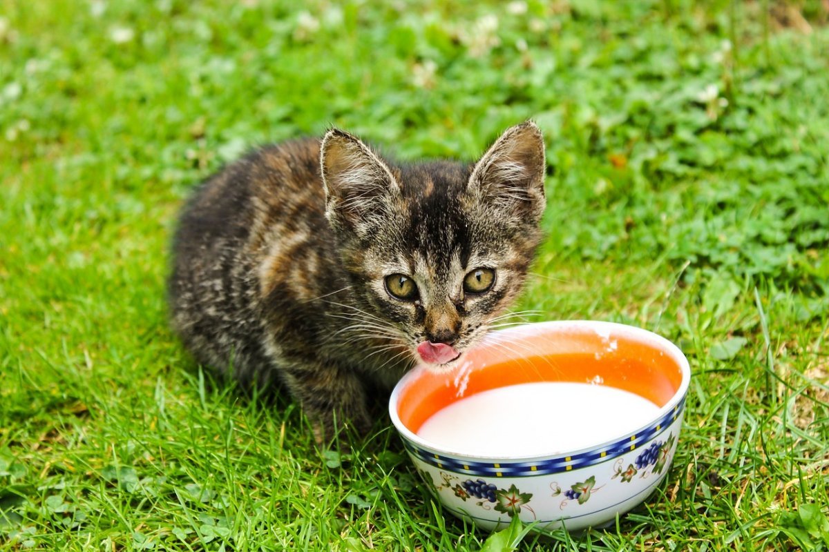 Je správne kŕmiť mačku mliekom?
