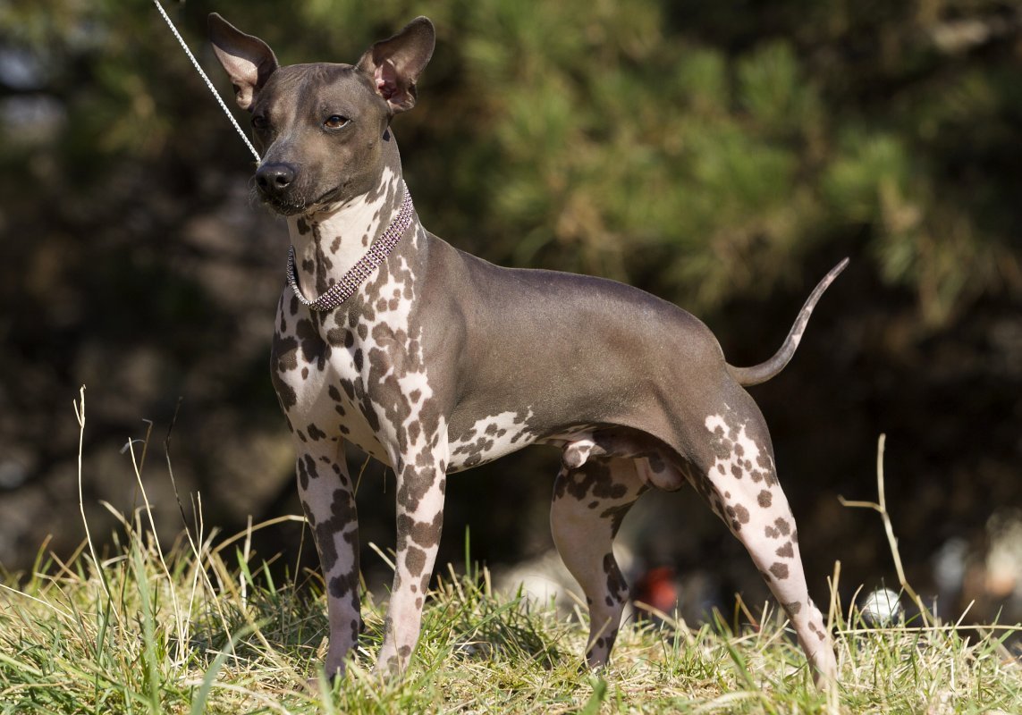 Americký bezsrstý teriér – American Hairless Terrier