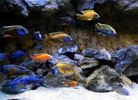 Africké cichlidy: inteligentné, aktívne a pestrofarebné ryby v akváriu