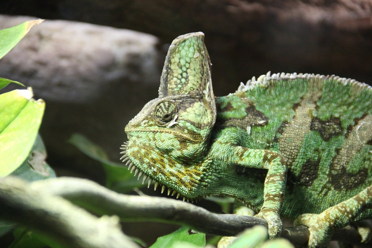 Chov a starostlivosť o chameleóny