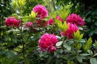 Rododendron a jeho pestovanie
