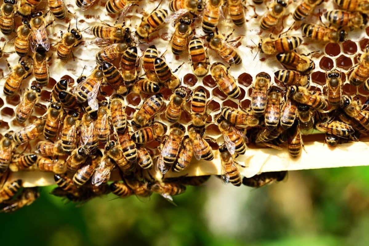 včely v júli