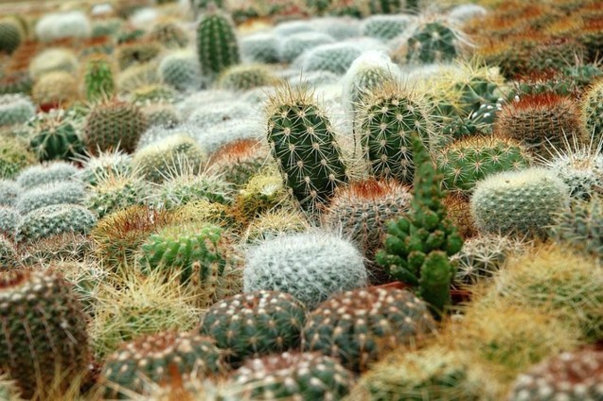 ako pestovať kaktusy