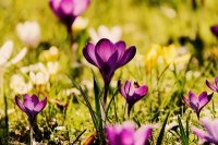 12 najobľúbenejších jarných kvetov do záhrady