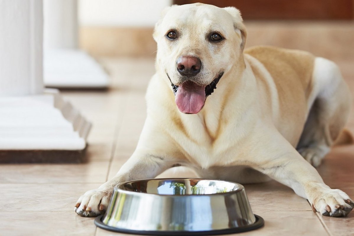 Aké je najlepšie krmivo pre psov?