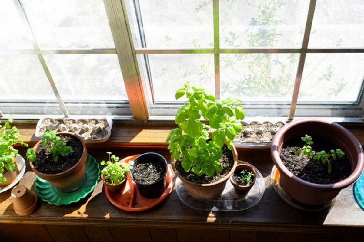 pestovanie zeleniny v dome